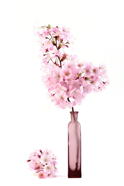 Sakura Blommor Rosa Körsbärs Blomma Kvistar Vas Vit Bakgrund Royaltyfria Stockfoton