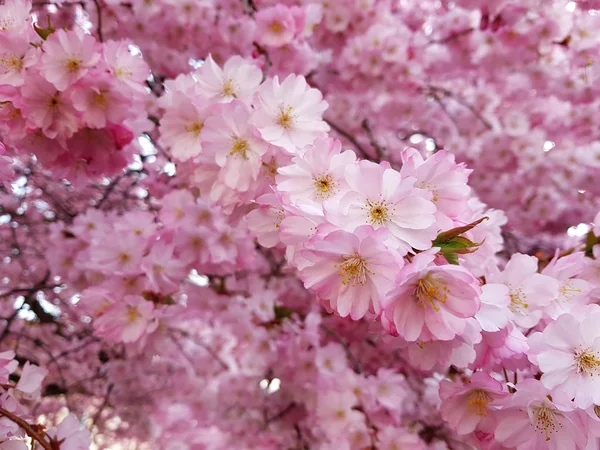 Vår Blommor Sakura Cherry Blommor Våren Natur Backgropund Royaltyfria Stockfoton