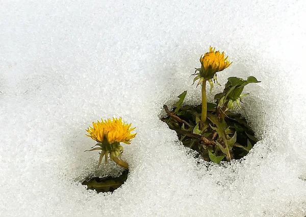 Karda sarı karahindiba