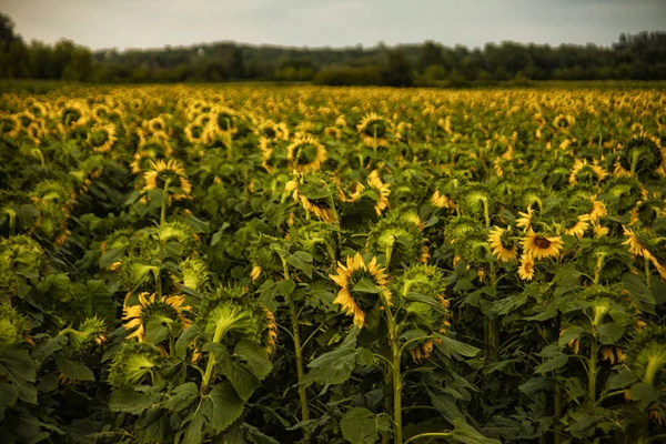 Yeşil bir ayçiçeği alanla güzel manzara