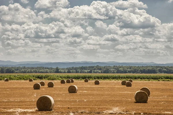 Bulutlu Mavi Gökyüzü altında hasat buğday tarlası ve saman balyaları