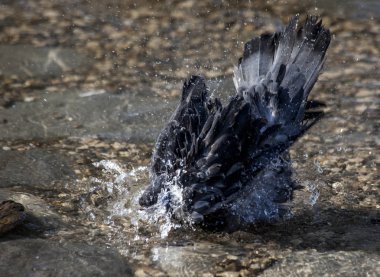 Koyu gri güvercin başını yıkayın