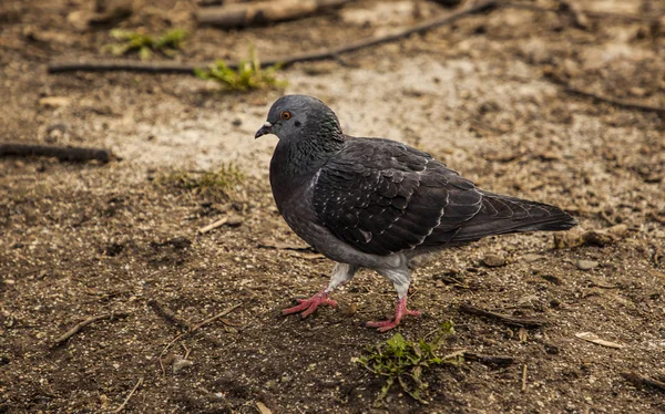 Koyu gri güvercin yemek için tohum arıyor