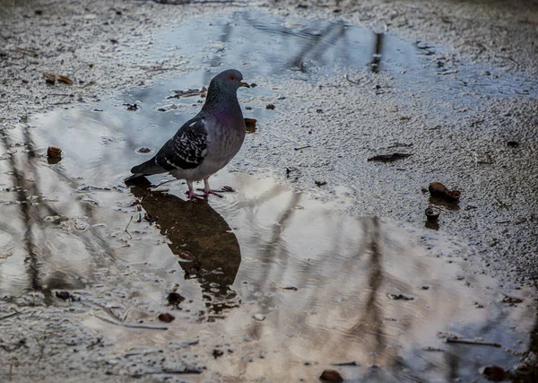 Suda duran güvercin ve onun aynalı şekli