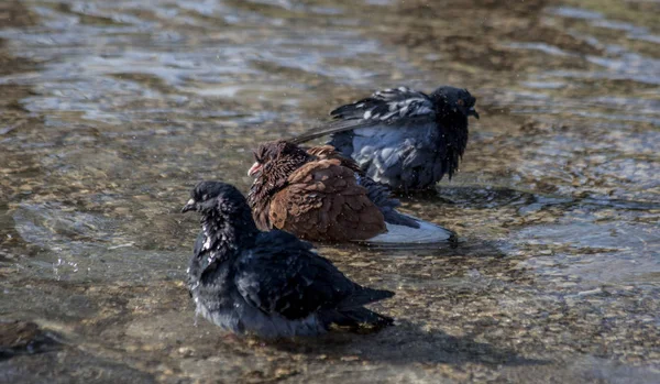 Three Pigeons Bathing Sun — Stock Photo, Image