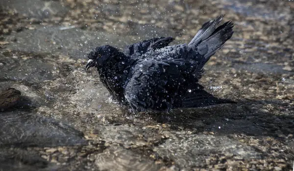 Bir yaz güneşli gününde yıkanan güvercin