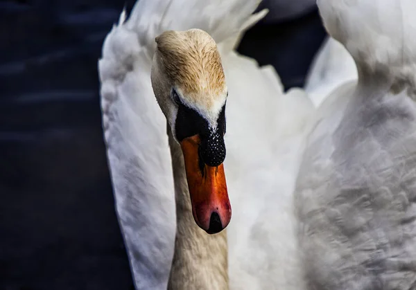 Close Witte Zwanen Hoofd Met Oranje Snavel — Stockfoto