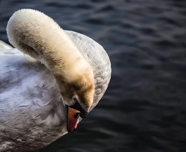 Лебедь Лечит Свои Перья — стоковое фото