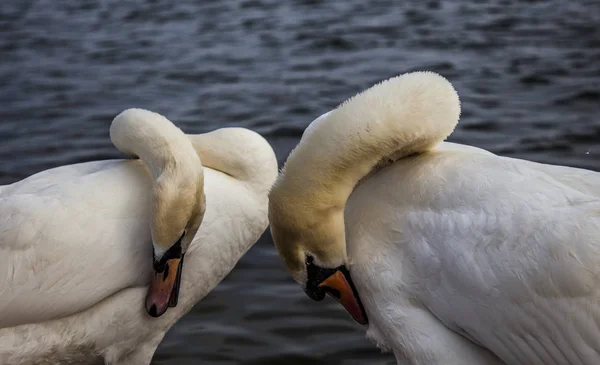 Two Swans Treating Themselves — Stock Photo, Image