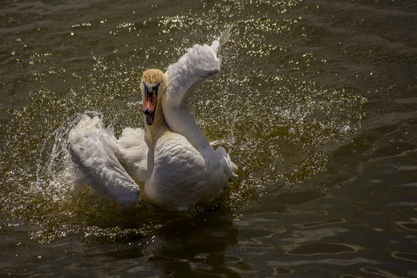 Yüzme kuğu bir yaz banyosunda sahiptir