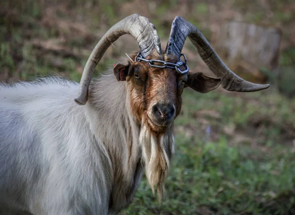 Capricornio Doméstico Cabeza Marrón Corral — Foto de Stock