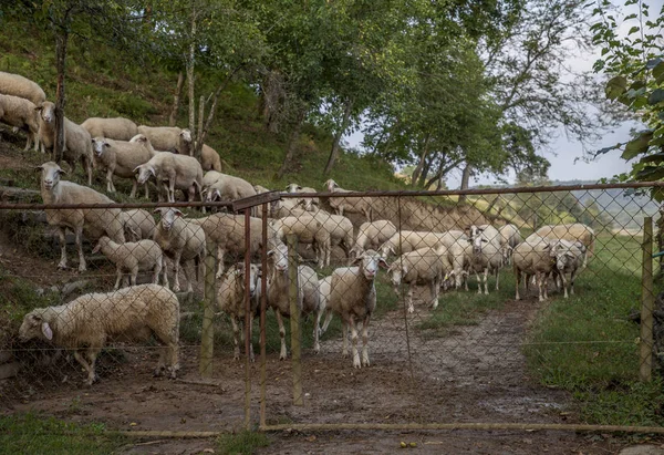 Flock of domestic sheep in a field behind wired fence
