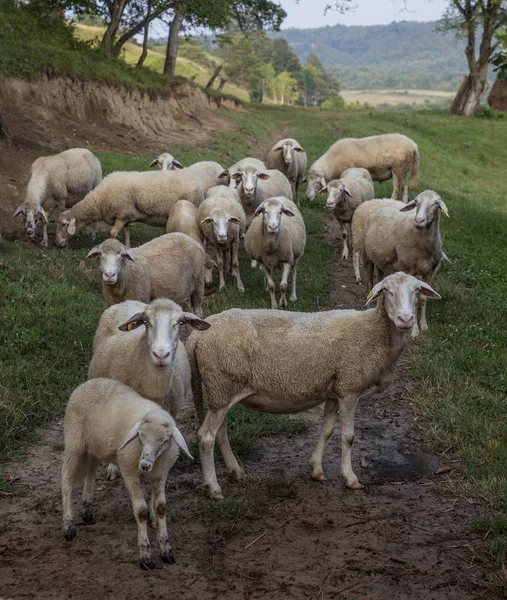 Tarlada yerli koyun sürüsü