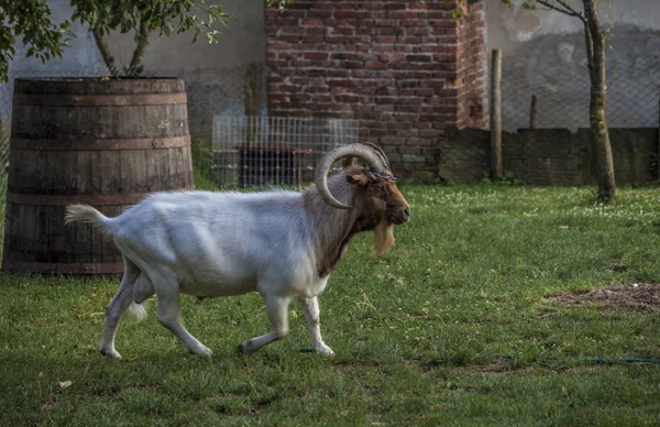 Çiftlik bahçesinde brownheaded yerli oğlak