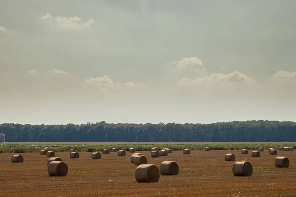Hasattan sonra sahada saman balyaları körüklü bulutlu mavi gökyüzü. Tarım salonları. 