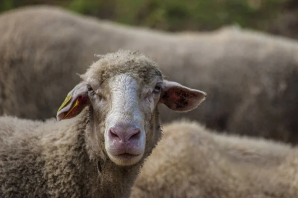 Yerli koyun ların yakın başkanı
