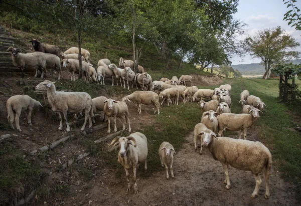 Tarlada yerli koyun sürüsü