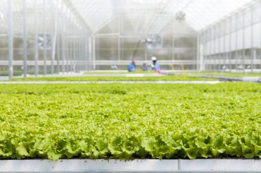 Sebze Fideleri sera içinde