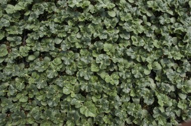 Sera sebze fide. Üstten görünüm arka planlar, Tarım için.