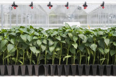 Biber fideleri sera içinde fide tepsi içinde büyüyen. Tarım için ile sera difüzörler.