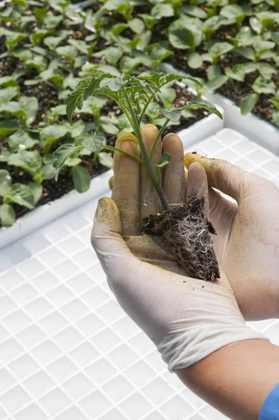 tomato seedling in woman hands in greenhouse. Seedlings on the background