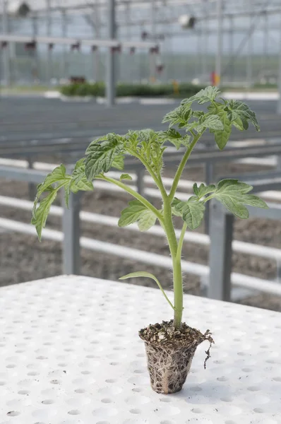 tomato seedling in tray closeup. Seedling greenhouse in background. Closeup view for your agribusiness.