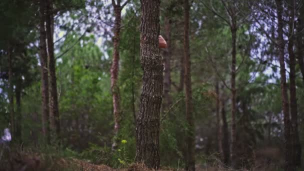 Funny Young Man Magically Pulls Himself Out Tree Forest — Stock Video