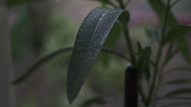 Rain Droplets Green Leafs Slow Motion Video — Stock Video