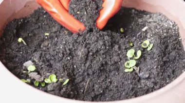 Toprak tutan portakal eldivenleri takan eller, yavaş çekim