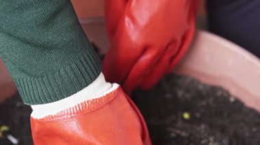 Toprak tutan portakal eldivenleri takan eller, yavaş çekim