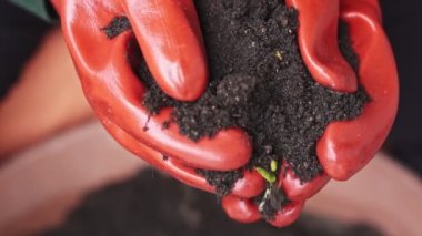 İki küçük yaprakları ile toprak tutarak turuncu eldiven giyen eller, yavaş hareket çekim