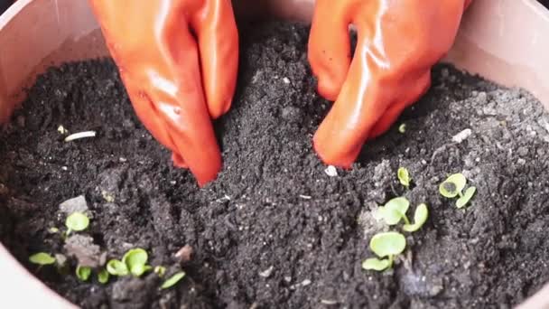 Hände Mit Orangefarbenen Handschuhen Die Erde Halten Zeitlupe — Stockvideo