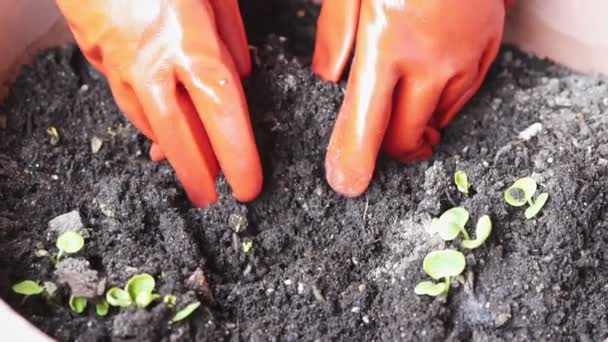 オレンジの手袋は 土壌を保持し スローモーションショットを着用 — ストック動画