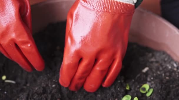 Hands Wearing Orange Gloves Holding Soil Slow Motion Shot — Stock Video
