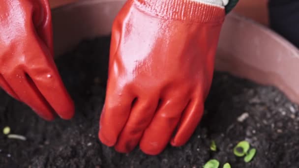 Manos Con Guantes Anaranjados Sosteniendo Tierra Disparo Cámara Lenta — Vídeo de stock