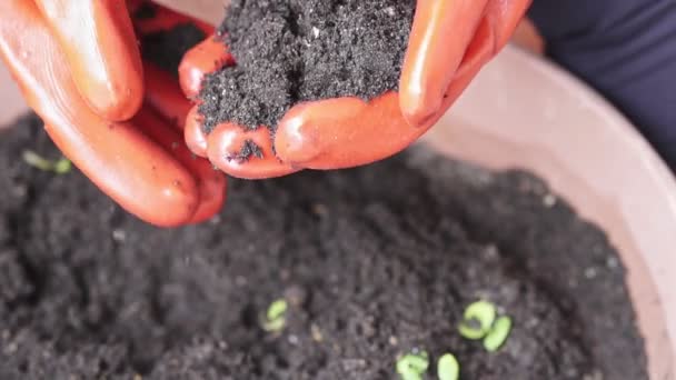 Handen Dragen Oranje Handschoenen Holding Bodem Slow Motion Shot — Stockvideo