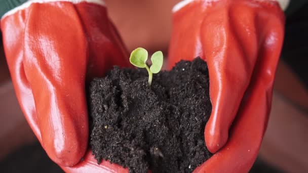 Mains Portant Des Gants Orange Tenant Terre Avec Deux Petites — Video