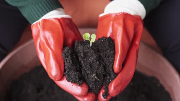 Manos Con Guantes Anaranjados Sosteniendo Tierra Con Dos Hojas Pequeñas — Vídeos de Stock