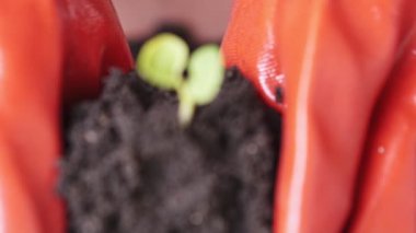 İki küçük yaprakları ile toprak tutarak turuncu eldiven giyen eller, yavaş hareket çekim