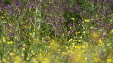 Saf doğa sahneleri çiçek ile yeşil bir alanda, yavaş hareket