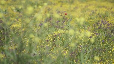 Saf doğa sahneleri çiçek ile yeşil bir alanda, yavaş hareket