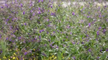 Saf doğa sahneleri çiçek ile yeşil bir alanda, yavaş hareket