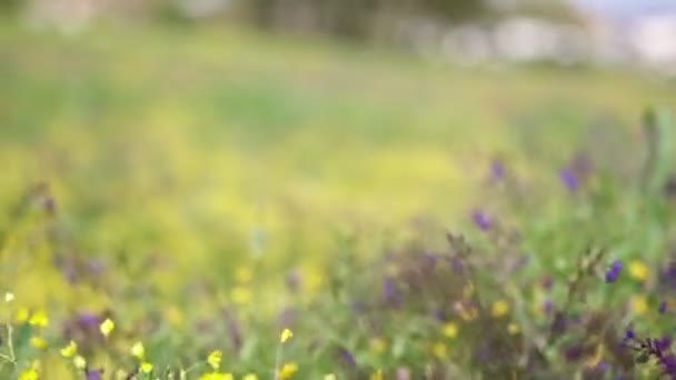 Pure Nature Sceny Zielonym Polu Kwiatami Zwolnionym Tempie — Wideo stockowe