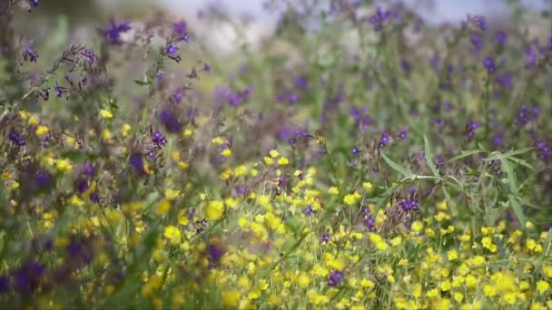 花を持つ緑のフィールドの純粋な自然のシーン スローモーションで — ストック動画