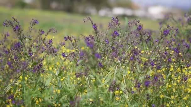 Scènes de nature pure dans un champ verdoyant avec des fleurs, au ralenti 