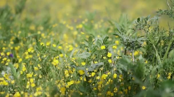 Puur Natuur Scènes Een Groen Veld Met Bloemen Slow Motion — Stockvideo