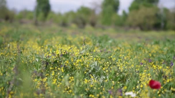 Pura Naturaleza Escenas Campo Verde Con Flores Cámara Lenta — Vídeo de stock