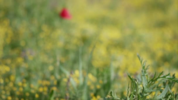 Pure Nature Scener Ett Grönt Fält Med Blommor Slow Motion — Stockvideo