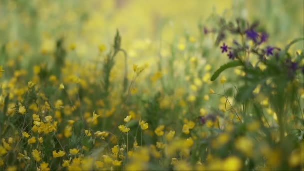 Cenas Natureza Pura Campo Verde Com Flores Câmera Lenta — Vídeo de Stock