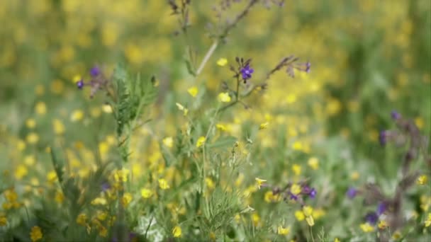 Pura Naturaleza Escenas Campo Verde Con Flores Cámara Lenta — Vídeos de Stock